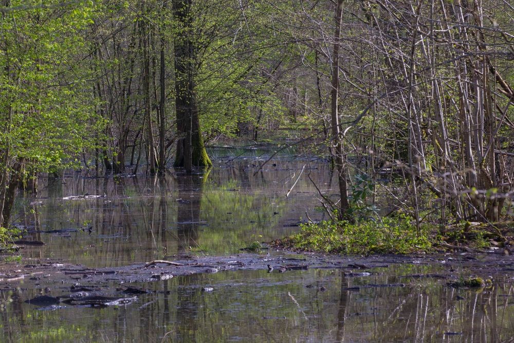 31 mars 2024 foret de ferriere 004r 1