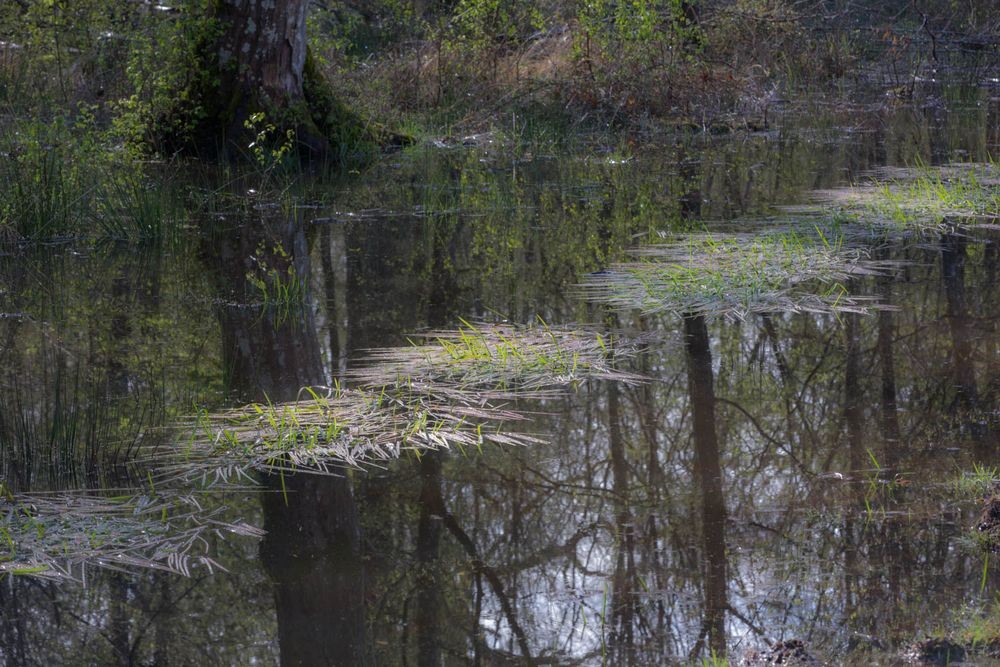 31 mars 2024 foret de ferriere 005r