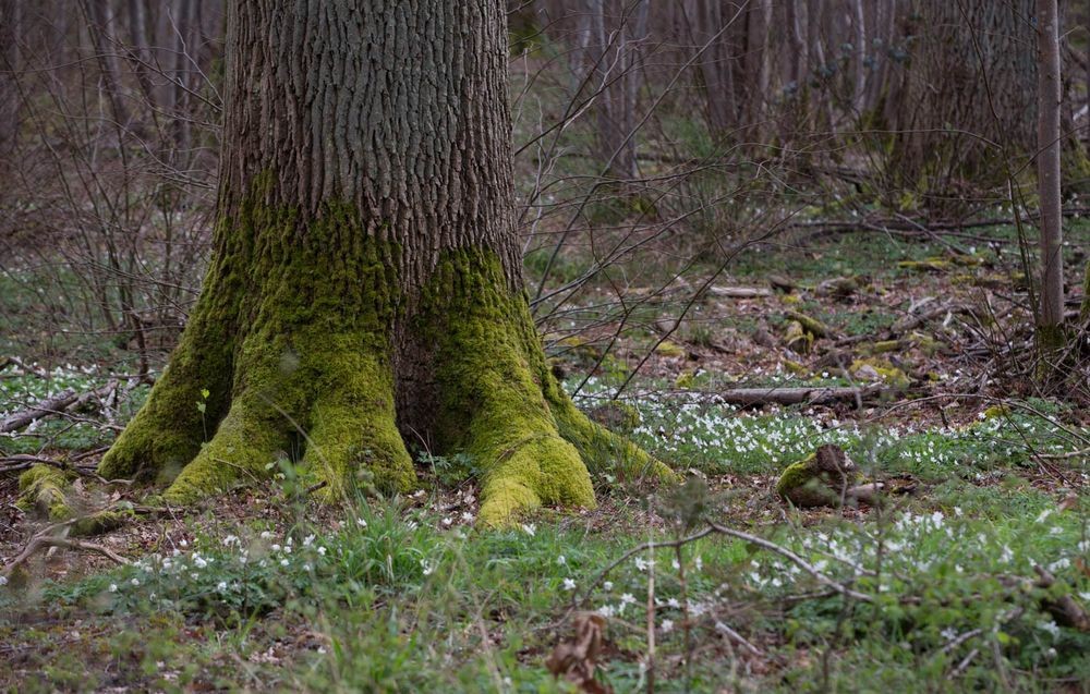 31 mars 2024 foret de ferriere 012r 1