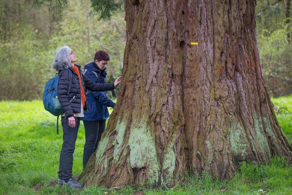 31 mars 2024 foret de ferriere 024r