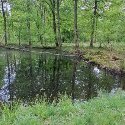 FORET de SENART 27042025